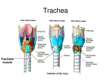 PPT - Anatomy of the trachea and broncheal tree PowerPoint Presentation - ID:5515341