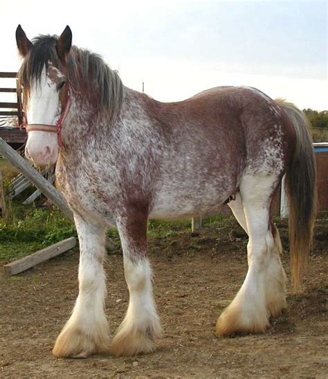 Le cheval parfait de Perchoron | Horse breeds, Horses, Clydesdale horses