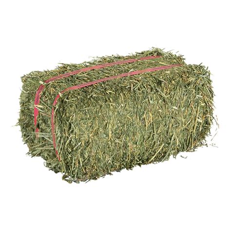 Alfalfa Hay - Lucerne Hay For Chicken,Broodmare,Beef Cattle,Dairy ...