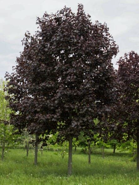 Crimson King Maple - Halka Nurseries