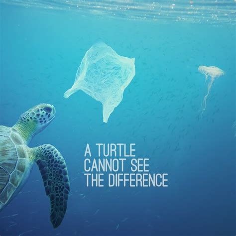 Turtles cannot differentiate between plastic bags and jellyfish | Download Scientific Diagram