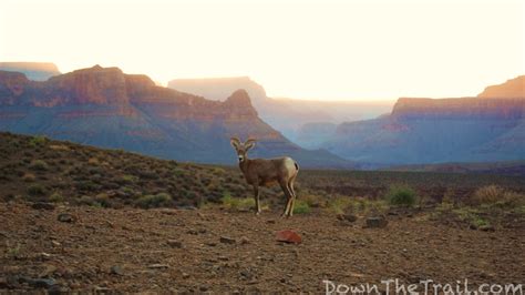 An Evening on the South Kaibab Trail