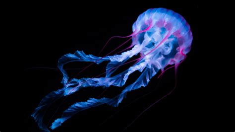 4K Jellyfish Wallpapers - Top Free 4K Jellyfish Backgrounds - WallpaperAccess