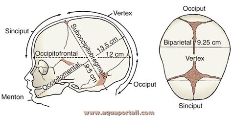 Vertex : définition et explications