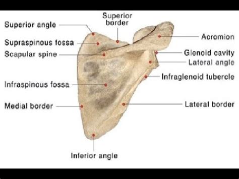 Lateral Angle Of Scapula