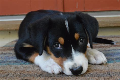 Greater Swiss Mountain Dog puppies - Care, training and more | Pawzy