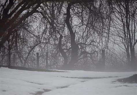 Free Images : tree, forest, branch, snow, black and white, mist ...