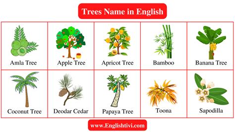 Tree Names in English with Pictures - Englishtivi