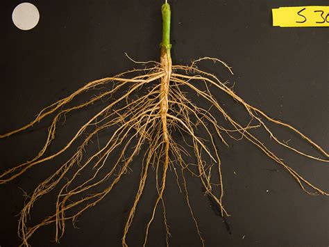 Getting to the root of the problem | Soil Science Society of America