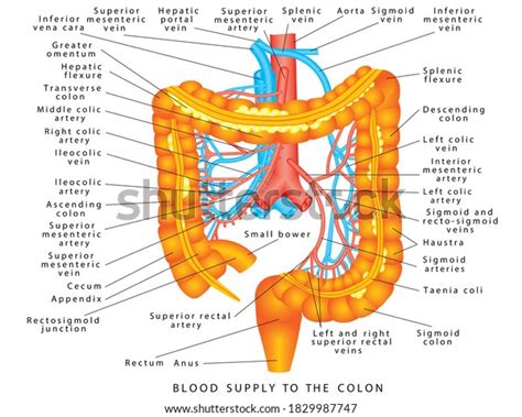 Colon Blood Supply Arterial Veins Large Stock Illustration 1829987747 | Shutterstock