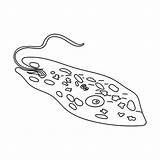 Drawing Of The Diagram An Amoeba Illustrations Royalty Free Vector  sketch template
