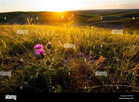 Oct 12, 2006 - Pine Ridge, SD, USA - A thistle adds a splash of color to the prairie on Pine ...