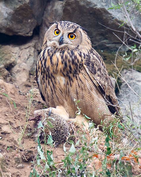 Eurasian Eagle-Owl in China - Shanghai Birding 上海观鸟