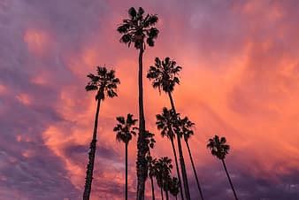 sunset, baghdad, palm trees, iraq, silhouette | Pikist