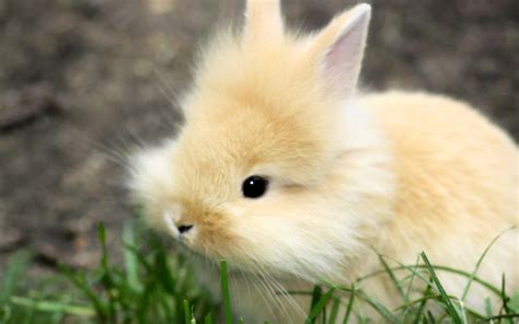 🔥 Free download cute baby bunny wallpaper hq mjhekjpg [1920x1200] for your Desktop, Mobile ...