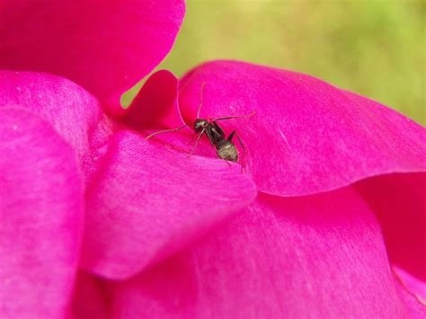 Ant on Pink Photograph by Corinne Elizabeth Cowherd | Fine Art America