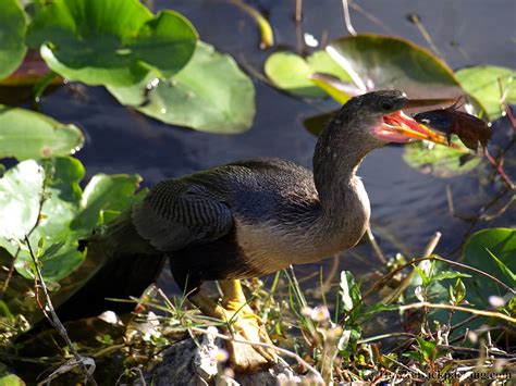 Everglades National Park (Flamingo) - HawkeBackpacking.com