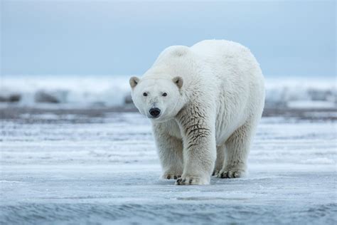 Polar Bears, Arctic National Wildlife Refuge - Outdoor Photographer