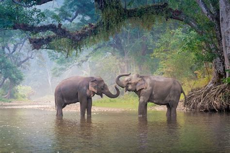 Premium Photo | Asian Elephants in a natural river deep forest at Thailand