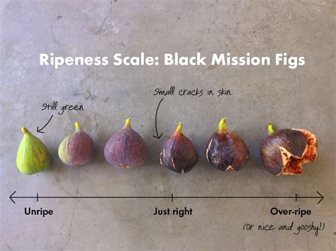 If you've made the same mistake of biting into a fig before it's fully ...