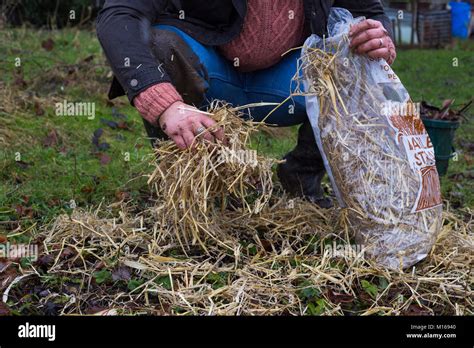 Adding a Barley Straw mulch to Strawberry plants to protect from winter frost Stock Photo - Alamy