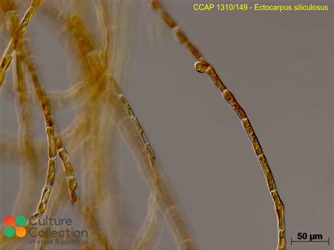 Ectocarpus siliculosus