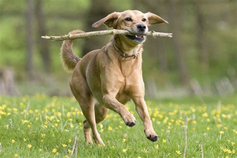 Don't throw sticks for your dog to fetch, top vet warns owners | UK | News | London Evening Standard