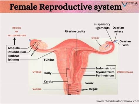 Female reproductive system, diagram, main parts - The Virtual Notebook