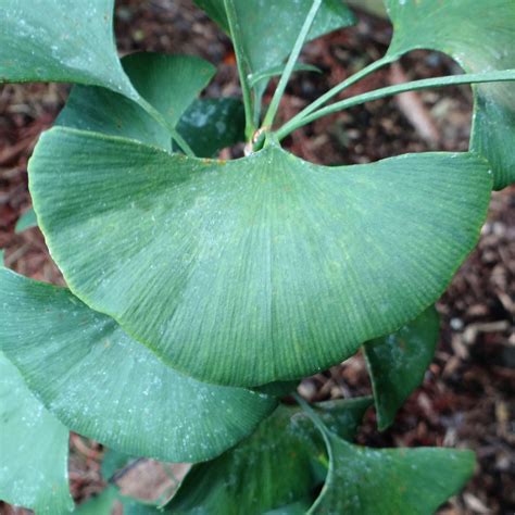 GINKGO BILOBA - 40 varieties 2/2 | Mundi Plantarum