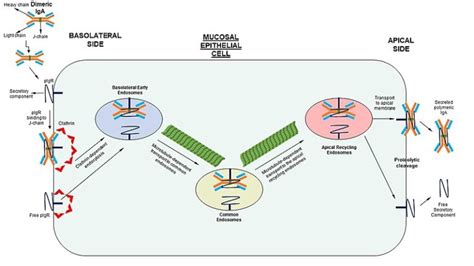 Difference Between Endocytosis and Transcytosis | Compare the Difference Between Similar Terms