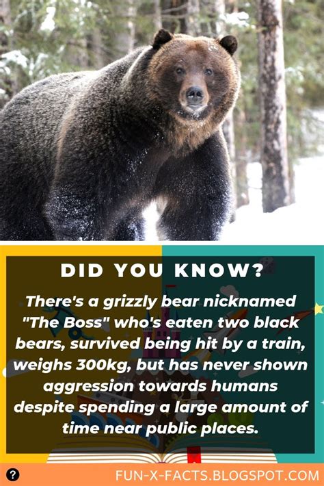 There's a grizzly bear nicknamed "The Boss" who's eaten two black bears, survived being hit by a ...