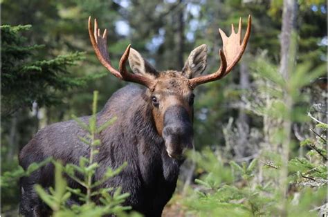 Study sheds light on the decline of Minnesota's moose population