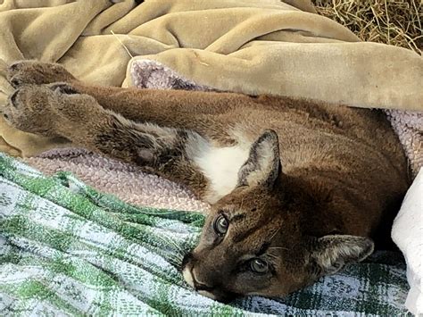 Starving Cougar Cub Checks Itself Into Animal Rescue And Beats The Odds ...