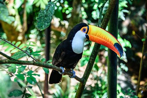 Toco Toucan Facts - Animals of South America - WorldAtlas