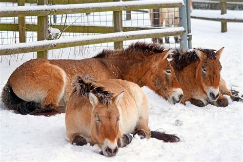 Comment les chevaux dorment | Ampascachi