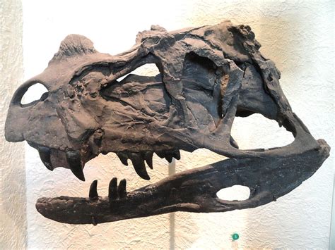 ceratosaurus skull wikimedia commons - Max Hawthorne