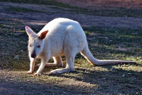 Beautiful Rare an Albino Kangaroo in the Park Stock Photo - Image of ...