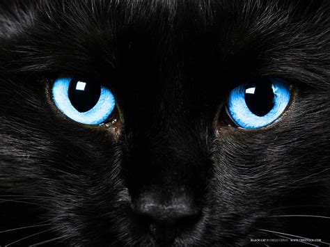 Black Cat with Pale Blue Eyes - Clan Cats...