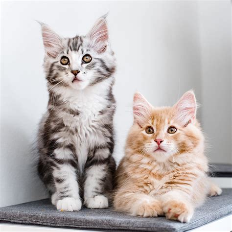 6 Facts you should know about Maine Coon Cats - Catman