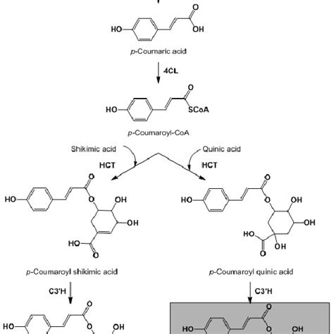 Chemical structure of chlorogenic acid (5- O -caffeoyl- quinic acid; CGA) | Download Scientific ...