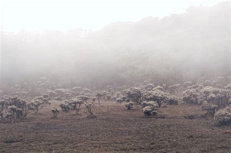 Premium Photo | Photo from the gunung gede national park square