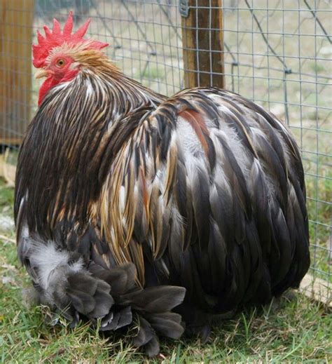 A Very Handsome Furness Rooster #petchickens | Chickens backyard breeds ...