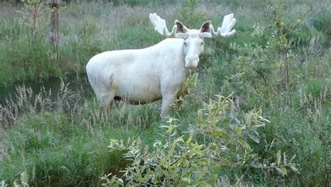 The Specter Moose: The Ghostly Creature That Haunts Maine - OtakuKart