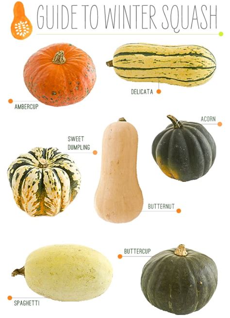 How To On Squash - From Growing To Eating, Summer and Winter Varieties