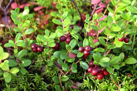 Cranberry Trivia and Growing Tips | The Old Farmer's Almanac