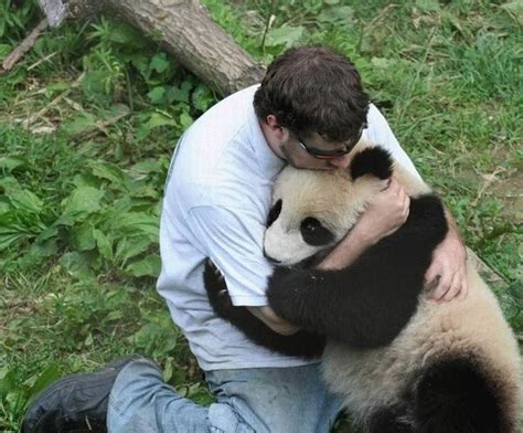 Panda Hug: Animals Who Love Hugging As Much As Humans