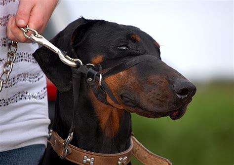 The Best Dog Headcollar For Stopping Pulling On The Lead