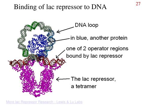 PPT - All living things have a genetic molecule PowerPoint Presentation - ID:442236