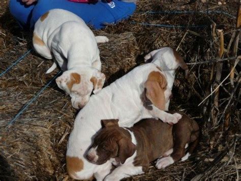 Purebred Bull Arab Puppies - Find Me a Pet