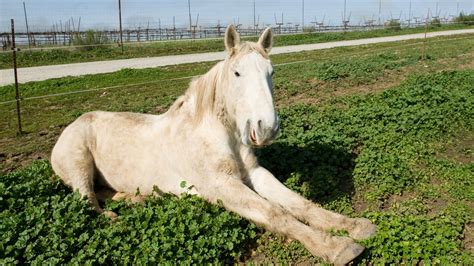 The 7 Most Common Horse Diseases: Their Symptoms & Treatment